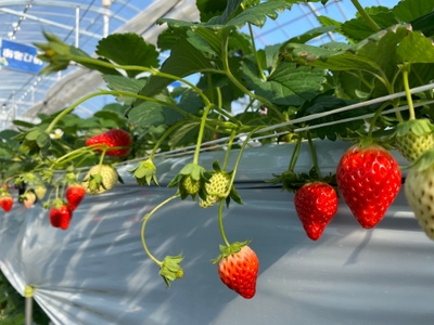 TtAuPFer1dhJu7MKWWDT.jpg?w=940&h=940