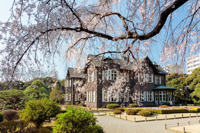 旧古河庭園シダレザクラ(過去最盛期の様子)