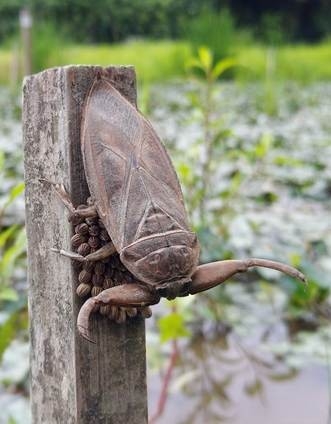 タガメはアリによる捕食と乾燥リスクを考慮して産卵場所を決めている