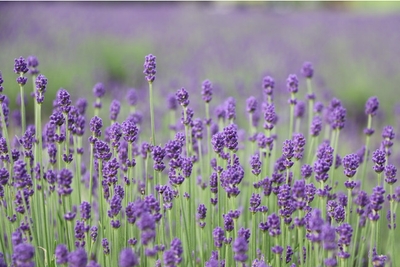 Tw679shsWqlodLOgF9GN.jpg?w=940&h=940