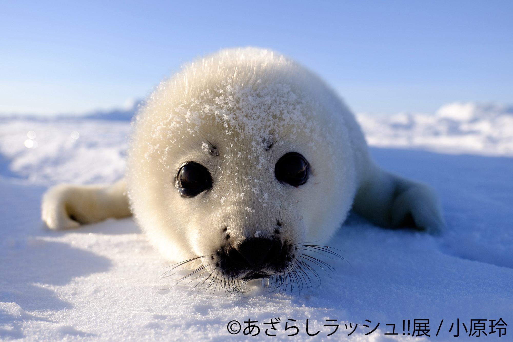 あざらし TwlCXqZm0Oi39WQKXCJx.jpg