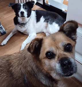 （障害者グループホームに住んでいる元保護犬の渕くんとプリンちゃん）