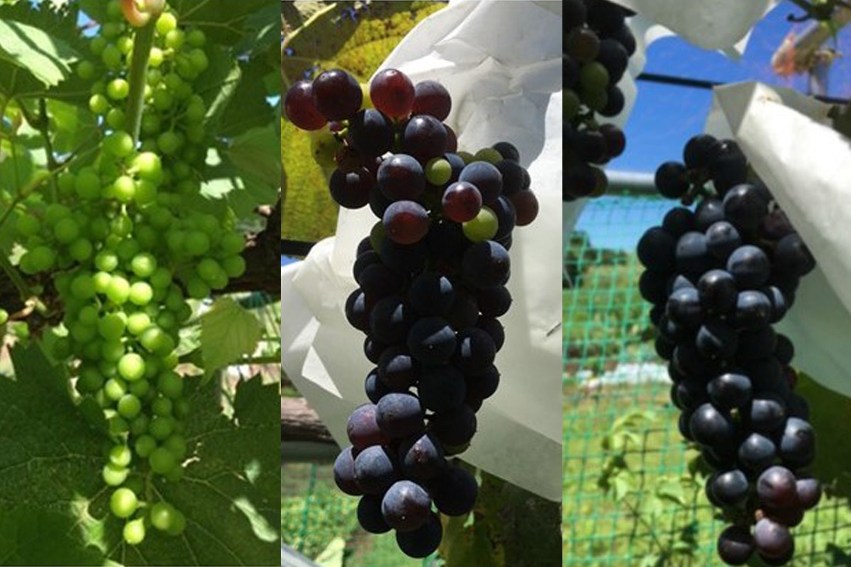 写真:左から着色期前・着色期・成熟期のメイヴ 株式会社ショーナン代表取締役 田中利忠さんより提供