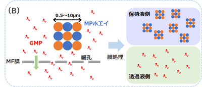 （B）	精密ろ過（MF）膜によりGMPと微粒子化ホエイ（MPホエイ）を分離する
