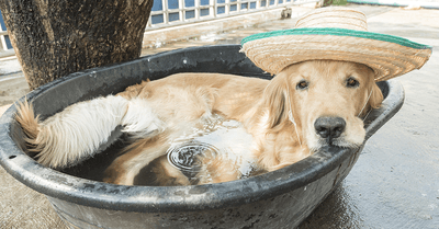 U2PzRfGAv4G8gv6cLanV.png?w=940&h=940