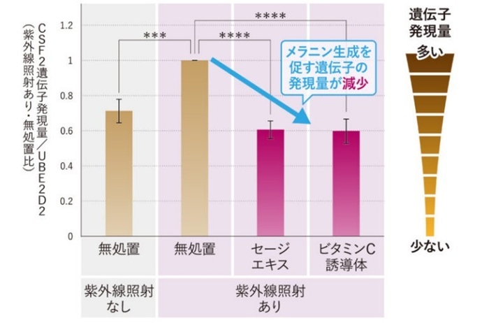 図3:CSF2遺伝子の発現抑制効果