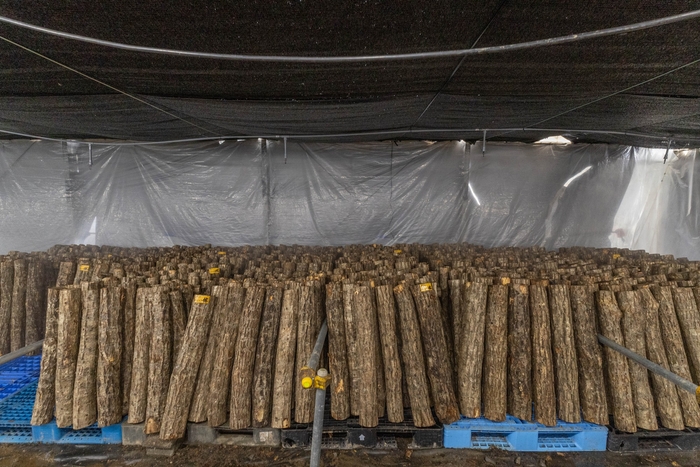 温度・湿度を管理しきのこの栽培環境を整えている