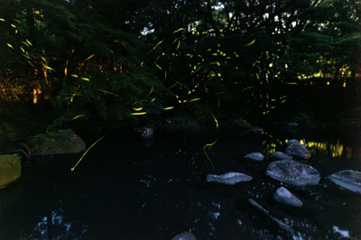 ほたるが飛び交う大川竹ヶ沢公園