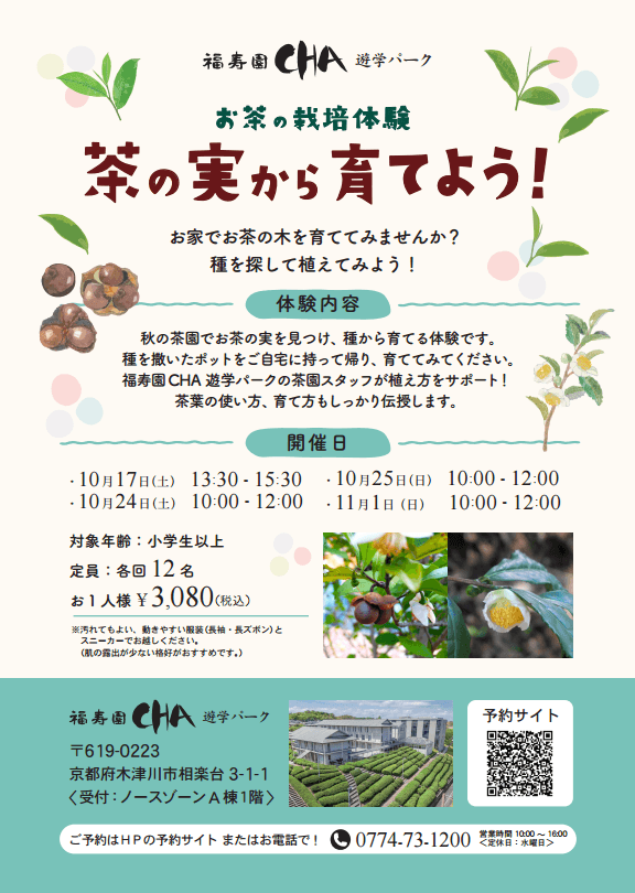 秋の茶園で茶の実を探し、種から育てる 「お茶の栽培体験～茶の実から育てよう！～」を期間限定で開催