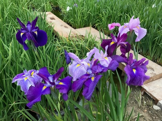加茂荘花鳥園「新品種 花菖蒲」のお披露目会を開催 新交配品種、実生苗