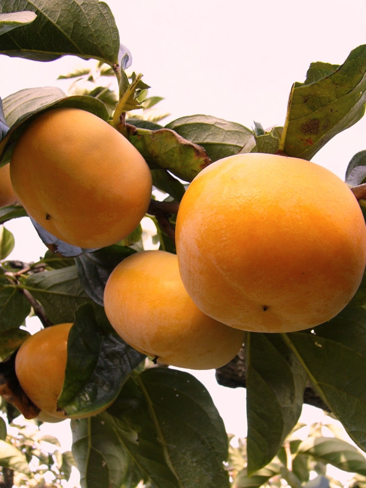 柿タンニンによる悪玉コレステロール値低減作用を臨床試験で実証 「和歌山のたねなし柿」機能性表示食品として消費者庁に届出完了 JAビルで記者発表を行います