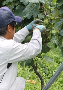 収穫体験（イメージ）