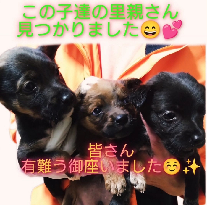 幸せ掴む保護犬たち