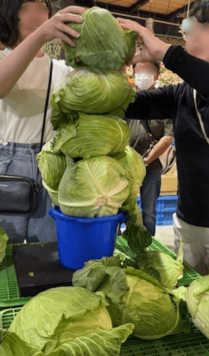 キャベツバケツに積み放題