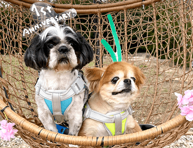 US2SnQo9i2nZBWN346Ti.png?w=940&h=940