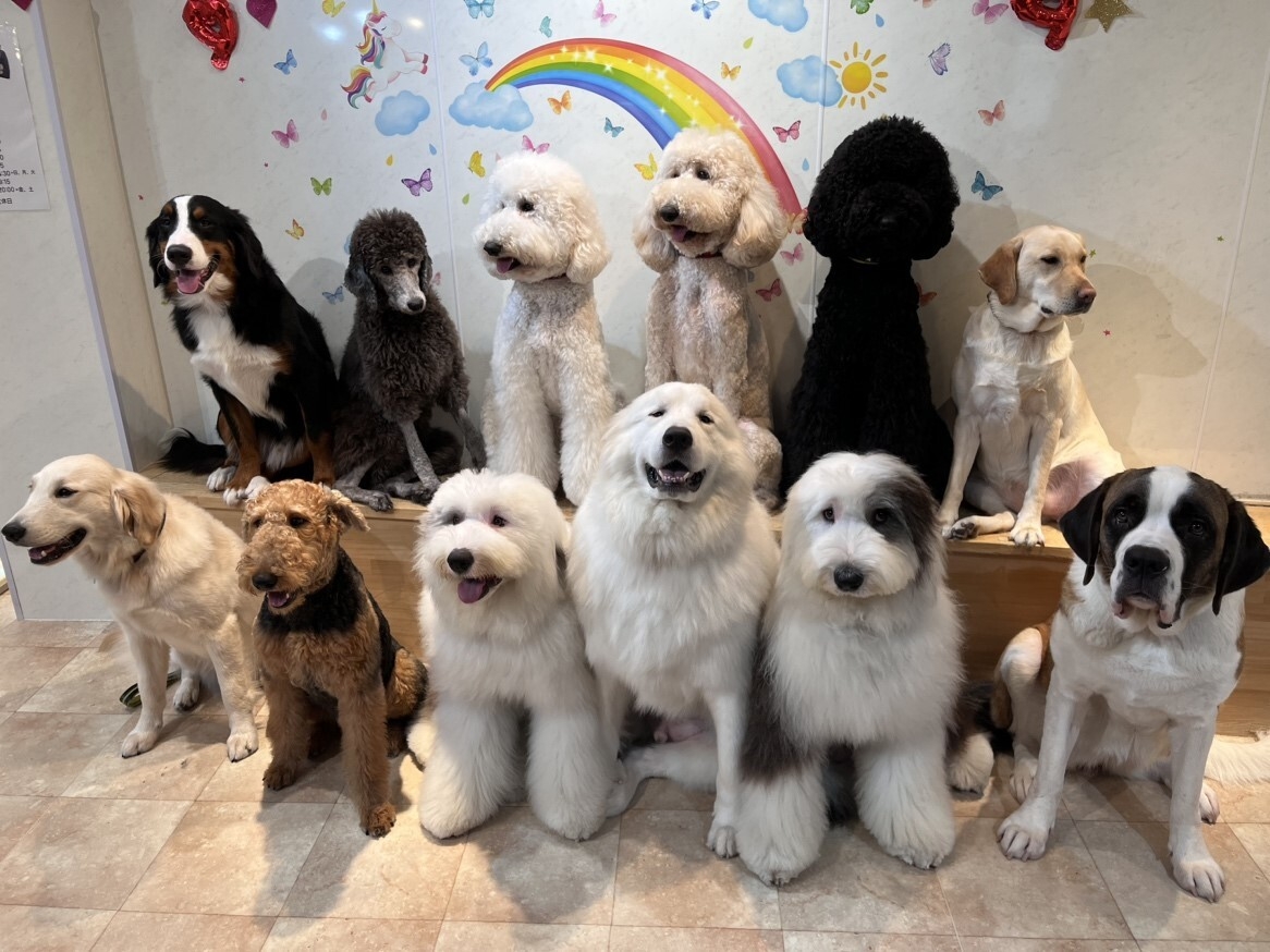 写真　アニマルトレーナー オルガ・セレステ プレスフォト ふれあい型Dog＆Catカフェ“Florence”が 高齢者施設でアニマルセラピー