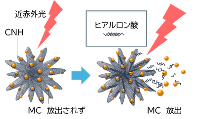 図1. MC/CNHとMC/HA/CNHの近赤外光照射時の比較。
