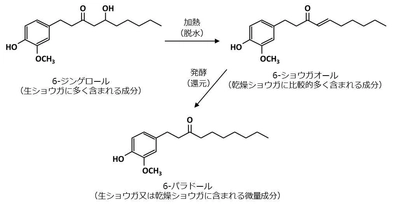 機能性成分6-パラドールの含有量を規格化した 『発酵ジンジャーエキスパウダーS』の販売を開始