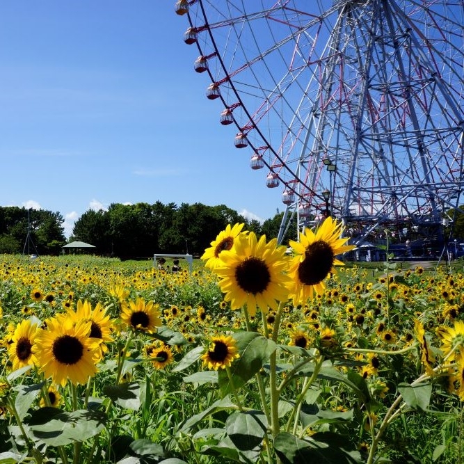 葛西臨海公園「ダイヤと花の大観覧車」