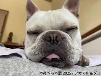 祝10周年！パグ・シーズーなど“ぶひカワ犬”作品大集結♪ 大人気「鼻ぺちゃ展」が新作・イベント満載で 5/23(金)～6/8(日)に東京で開催