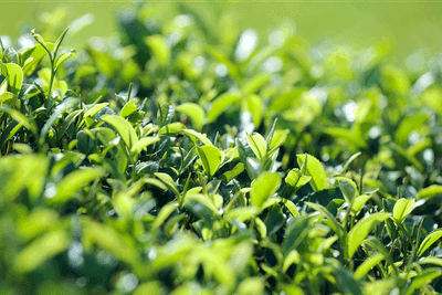 UczjDbVU8YiI2iCVSoyb.gif?w=940&h=940