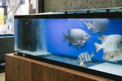 大きな水槽で泳ぐ魚たち