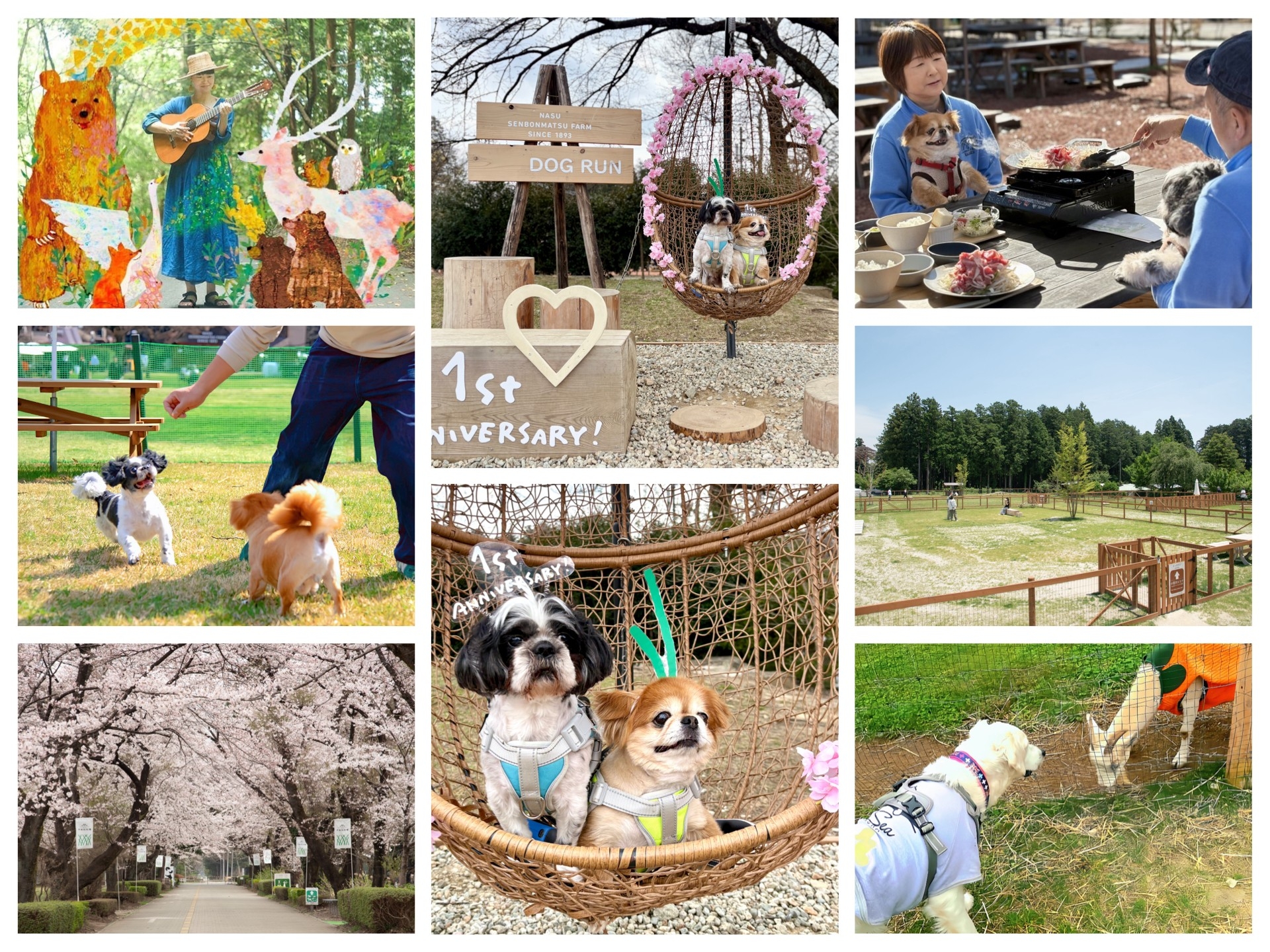 愛犬と楽しむ桜の下の無料撮影会