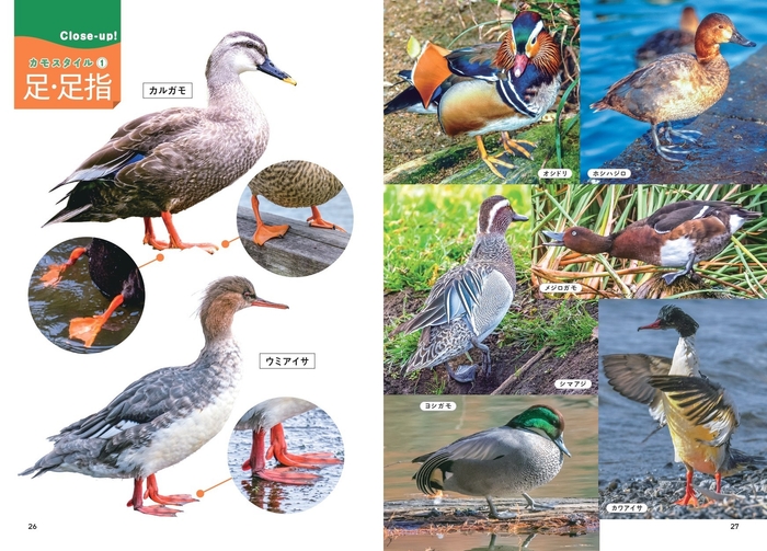 カモスタイル(足・足指)