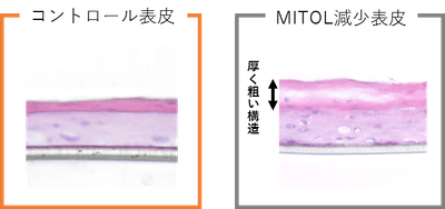 Ut7HqjwrVZskR3p9zsDT.png?w=940&h=940