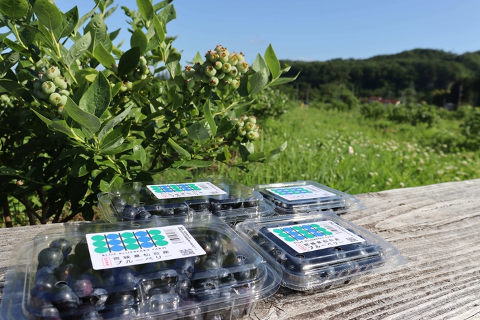 ブルーベリーパック120g入り・240g入り