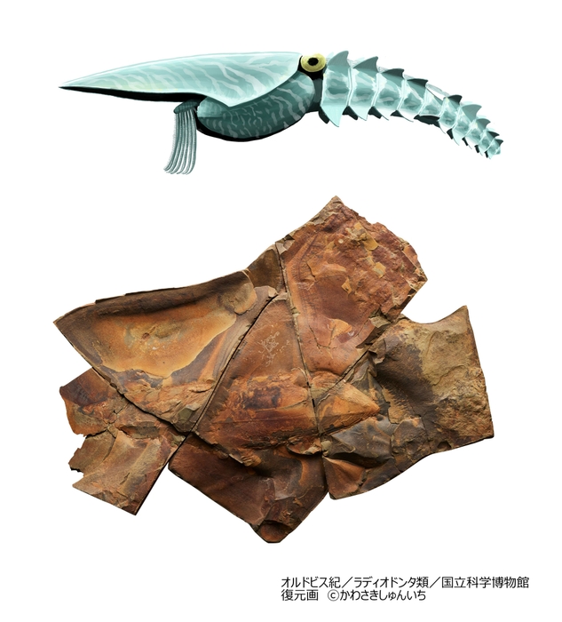 エーギロカシス(レプリカ)_エーギロカシス復元画