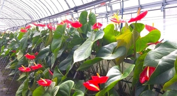 川俣町と近畿大学との連携・協働による震災復興フォーラム 東日本大震災の復興から地域創生へつなぐ14年の歩み