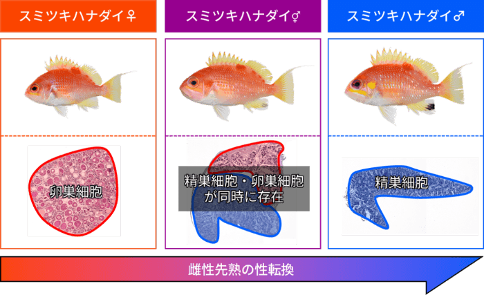 希少魚である「スミツキハナダイ」が性転換することを発見　魚類の繁殖様式や生態の理解をすすめる研究成果
