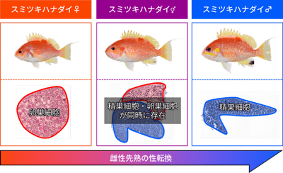 図1　スミツキハナダイの性転換（上段は外部形態、下段は生殖腺組織）