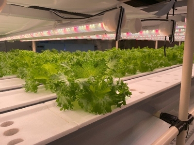 栽培中のフリルレタス（イメージ）