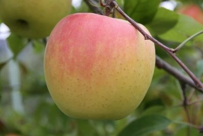 群馬県産りんご(ぐんま名月)