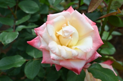 エレガント・レディ