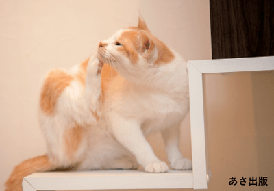 V72XGDzpcpRs26vymBU5.png?w=940&h=940