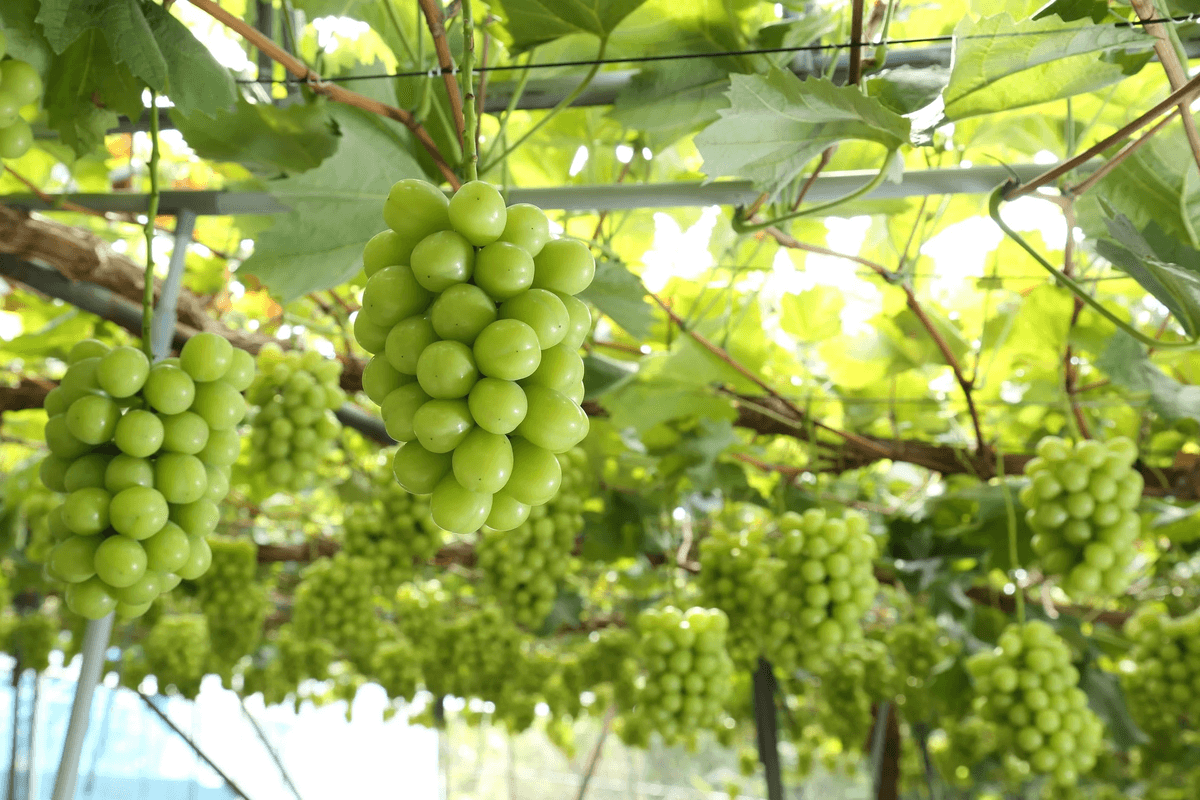 産地直送通販サイト「JAタウン」ショップの「おいしいおかやま」で今なら「シャインマスカット」がお買い得!