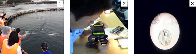 近畿大学水産研究所×近畿大学附属新宮高校　高校生が完全養殖クロマグロのふ化を観察