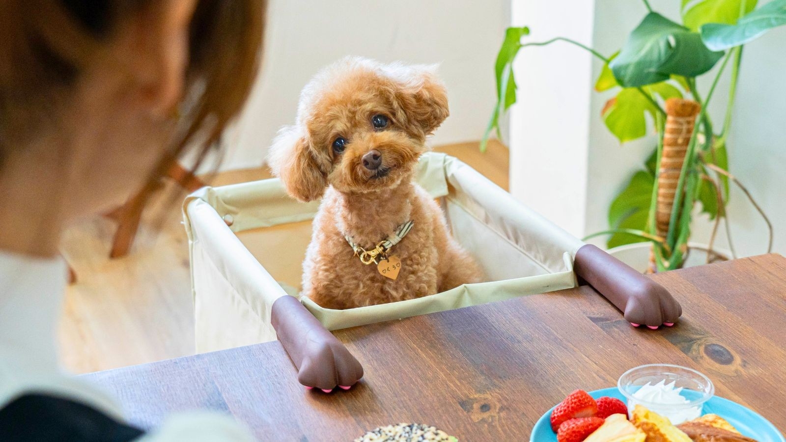 「ペットは家族、なのに席がない」問題に共感拡大。『肉球アームのペットチェア』東京初公開