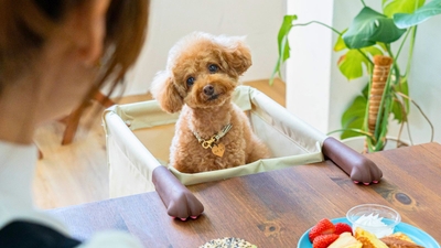 ペットと同じ目線でテーブルで過ごせる「肉球アームのペットチェア Chocorin」使用イメージ