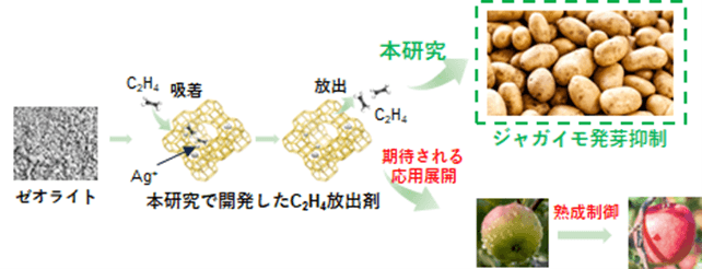 エチレンガスを持続的に放出できる固体材料を開発　～農産物の追熟や鮮度保持への応用に期待～