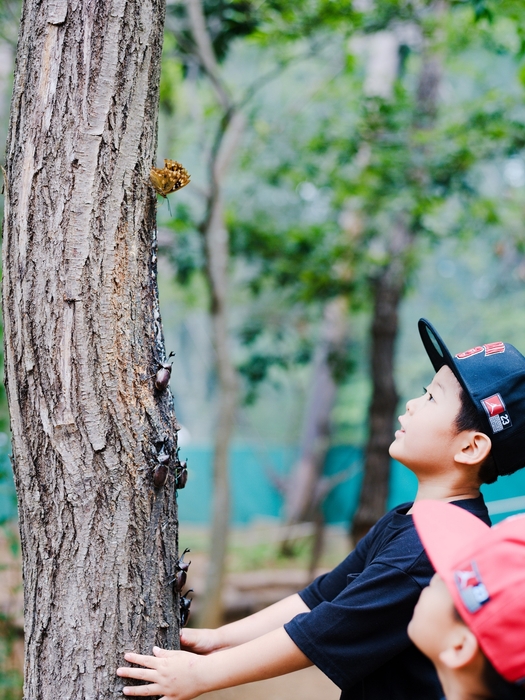 期間限定カブトムシドーム