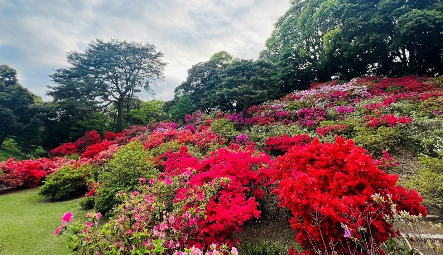 春の六義園～大名庭園でつつじを楽しむ～