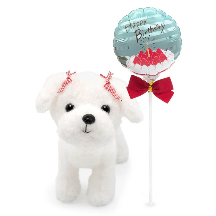 【バルーン電報】マルチーズ