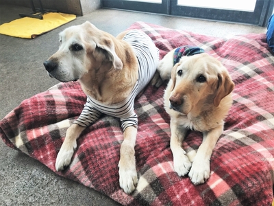 VLG18K2CbFCKdvanTsJL.jpg?w=940&h=940