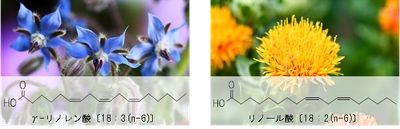ω-6脂肪酸を規格化した安定性の高い粉末素材 　「ボラージ油パウダー10E」と 「紅花油パウダー30E」の販売を開始
