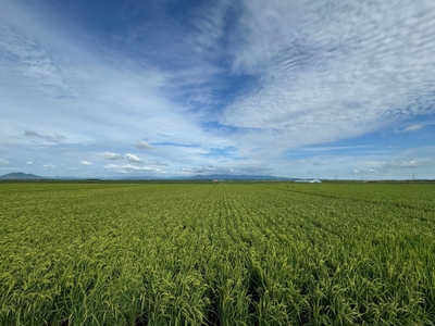 ファーマフーズのバイオスティミュラントを試験している水田