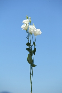 VZRbg2In2HjFkVTQnFwc.jpg?w=940&h=940